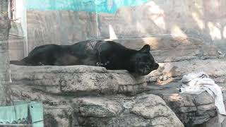 日本平動物園からやってきた小春ちゃん… 少々おっちょこちょいかもしれない… ロン♂の鳴き声あります… 天王寺動物園のジャガー Jaguar