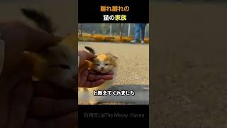 離れ離れになった猫の親子