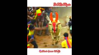 Boll Reddiyar Thondantholasi போல் ரெட்டியார் mass running video status Bull status Jallikattu status