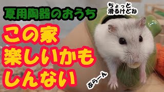 【暑さ対策ハウスではしゃぐハムスター】いいねいいね♪このおうち♪