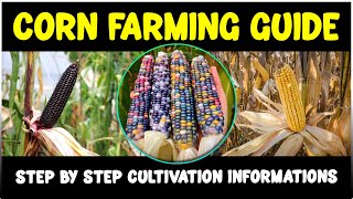 Corn Farming | Complete Maize Cultivation Guide