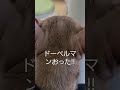 動物病院怖い。 ミニチュアピンシャー ミニピン かわいい 小型犬 愛犬 minipin miniturepinscher