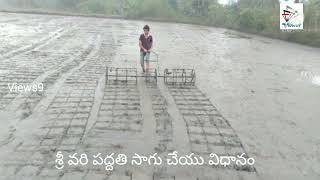 Sri vari process in paddy cultivation | శ్రీ వరి పద్దతిలో వరి సాగు చేయటం చూద్దామా? | Views9