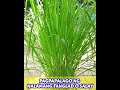 Tanglad o Salay o Lemongrass plant care