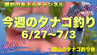 今週のタナゴ釣り（6/27〜7/3）