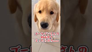 ゴールデンレトリーバーさんの動画見て笑ったら寝ろwwwwww#pets #ゴールデンレトリバー #ゆっくり解説 #ペット #面白ペット