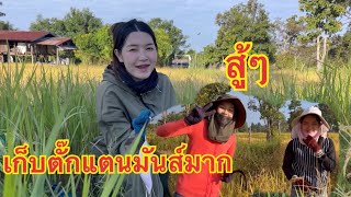 พี่สาวมาแต่ไทย🇹🇭เกี่ยวข้าวช่วย เก็บตั๊กแตนไปด้วย1 พฤศจิกายน 2567