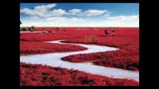 Red Beach of Panjin, China 盤錦紅海灘