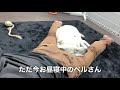 はまって昼寝♪気持ちよさそうに寝てます 笑 ラブラドールレトリバー labrador retriever taking a nap