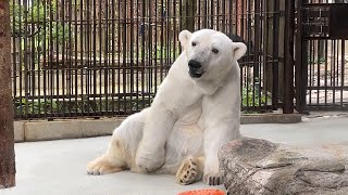 【とべ動物園】ホッキョクグマのピースさんのとある一日/polarbear