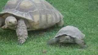 Tank - Calif Desert Tortoise running fast