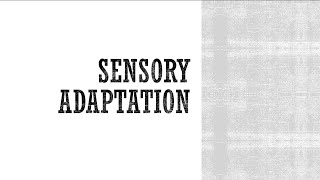 Sensory Adaptation - Anatomy \u0026 Physiology