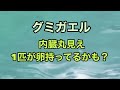 【マダライモリの幼体】ブリーダー目指して何年、何とか目標数まで達成しました。両生類のイモリは難しい❗️