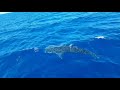 Whaleshark found in Whale Watching Trip Sri Lanka. Ceylon Sea Life