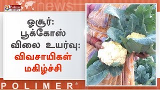 ஓசூர் சுற்றுவட்டார பகுதிகளில் பூக்கோஸ் விலை உயர்வு | #Hosur | #Cauliflower