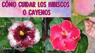 CÓMO CUIDAR LOS HIBISCOS O CAYENOS/Liliana Muñoz