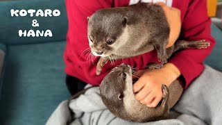 お互いの抱っこに嫉妬するカワウソたち　Jealous Otters Want to Be Cuddled