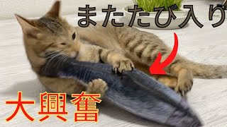 【保護猫】またたび入りのおもちゃで興奮した猫がこちらになります笑