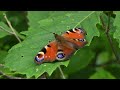 榛名山の昆虫と野鳥insects and wild birds on mt haruna