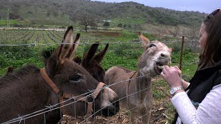 Herd of donkeys