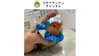 コザクラインコ 　トリザベスカラー　自咬　毛引き  #Shorts  インコ lovebird　 エキゾチックアニマル