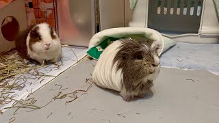 飼い主の帰宅を出迎えるモルモット（うれしい）　A guinea pig welcoming its owner home