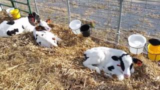 The farmer does not know how to stop 50 Holstein calves and Counting