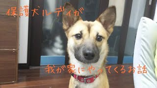 【保護犬】保護団体からルディが我が家にやってくるまでのお話