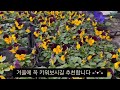 골드씨드 영하 15도에도 꽃을 피우는 겨울모종