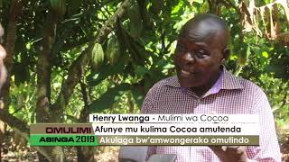 Omulimi asinga: Afunye mu kulima Cocoa amutenda.