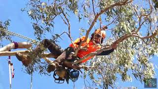 Tree Pruning Brisbane