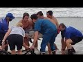 Raw Video: San Diego Lifeguards Help Rescue Beached Baby Dolphin