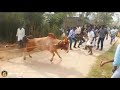 Govindha Reddy Palayam Osama Binladen || Gr palayam || Vellore Bullrace Official