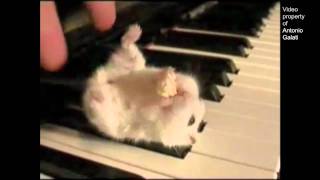 Hamster On A Piano (Eating Popcorn) - Parry Gripp
