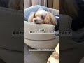 short ver. 最新のペットカートでお出かけしてみた犬