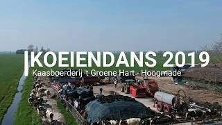 Koeiendans 2019