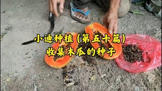 【周小迪呀】小迪种植（第五十篇）收集木瓜的种子