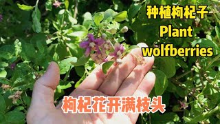 种植枸杞子，枸杞花开满枝头Plant goji berries, and goji berries bloom with branches.#wolfberry #gojiberry #枸杞