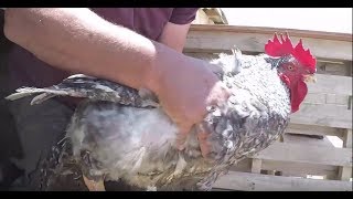 Biggest Chicken  - Farming with Chickens South Africa