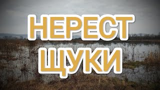 НЕРЕСТ ЩУКИ