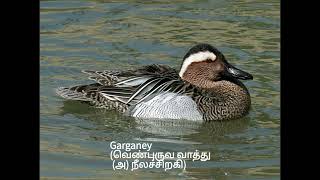 Ducks, geese,and swans      all types and Tamil NAME   😯