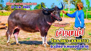 27 ก.พ.2565 เปิดราคาควายงาม แม่พันธุ์สูง140 ท้องผสมเจ้าภูเขาไฟ แม่ลูกซื้อ2ได้3 อ.เมือง จ.หนองบัวลำภู