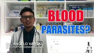 BLOOD PARASITISM