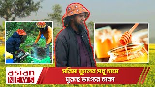 সরিষা ফুলের মধু চাষে ঘুরছে ভাগ্যের চাকা | Honey Cultivation