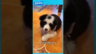 Golden Retriever Dog Funny | Golden Retriever | Cutest Golden Puppy 2022