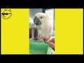 funny and cute birds 🦜🐤 try not to laugh funny pets