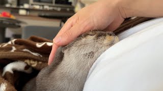 療養中の飼い主に付き合って二人でお昼寝してくれるカワウソ Two otters take a nap together with their recuperating owner.