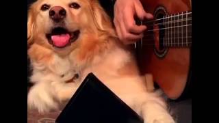 Dog Plays Cowbell