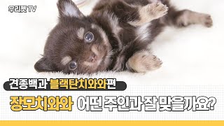 장모치와와는 어떤 견주가 키우기 좋을까요?[우리펫TV]