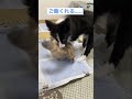 辞めなさい‼️ shorts 猫 犬 ボーダーコリー スコティッシュフォールド